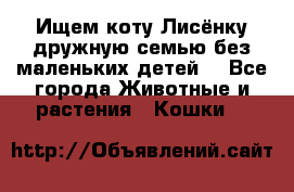 Ищем коту Лисёнку дружную семью без маленьких детей  - Все города Животные и растения » Кошки   